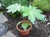 thumb_P1010093%281%29.JPG