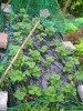 thumb_P5170394.JPG