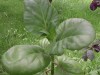 thumb_P7100007.JPG