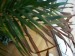 thumb_Palmera%20Areca%20001.jpg