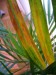 thumb_Palmera%20Areca%20002.jpg