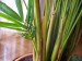 thumb_Palmera%20Areca%20003.jpg