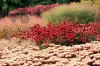 thumb_pensthorpe9.jpg