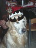 thumb_perro1.JPG