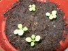 thumb_petunias%2030%20dias.JPG