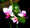thumb_Phal.%20Keikis%202.jpg