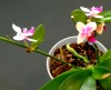 thumb_Phal.%20Keikis.jpg
