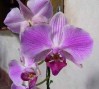 thumb_Phal%20Luci%7E0.jpg