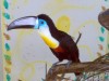 thumb_picasso%20015.jpg