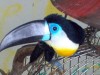 thumb_picasso%20017%7E0.jpg