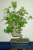 thumb_PICT1521.JPG