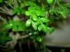 thumb_PICT1523.JPG