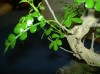 thumb_PICT1524.JPG