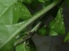 thumb_planta%20089.jpg