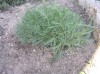 thumb_Planta%201.JPG