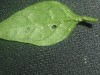 thumb_planta%20117.jpg