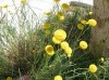 thumb_Planta%203.jpg