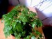 thumb_planta.JPG