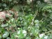 thumb_planta1%7E0.jpg
