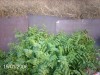 thumb_planta1%7E4.JPG