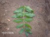 thumb_planta2%7E0.JPG