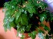 thumb_planta3.JPG