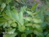 thumb_planta3.JPG