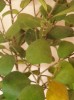 thumb_plantita2.JPG