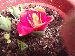 thumb_plantulitas%20016.jpg