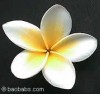 thumb_Plumeria%20acutifolia.jpg