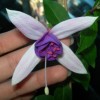 thumb_Proy%20%20Arbolito%20FLOR%2020%2011%2005.jpg