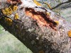 thumb_ramaseca2.jpg