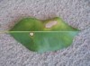 thumb_Reverso-hoja.jpg