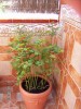 thumb_rosal%203.JPG