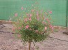 thumb_Roxana.infojar.jpg
