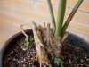 thumb_S.%20Uresana%20raiz%20red.jpg