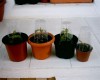 thumb_S1010091.JPG