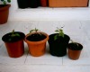 thumb_S1010092.JPG