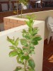 thumb_TERRAZA%20011.jpg