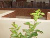 thumb_TERRAZA%20012.jpg