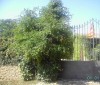 thumb_terreny%20de%20tavernoles%20planta.JPG