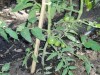 thumb_tomate%20verde.JPG