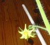 thumb_TOMATE2.jpg