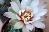 thumb_vegacactusflor12.jpg