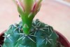 thumb_vegacactusident32.jpg