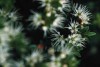 thumb_Vegetal%2017.jpg