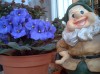 thumb_violetapayaso2.JPG