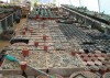 thumb_Vivero%20de%20Lithops.jpg