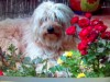 thumb_yako%20peque%F1in.jpg