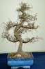 thumb_zelkova_moribundo.JPG